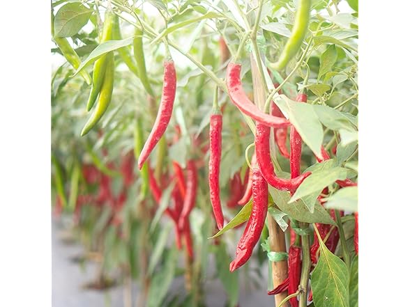 Veggie Grow Kit Pepper 6.5KK 2pk