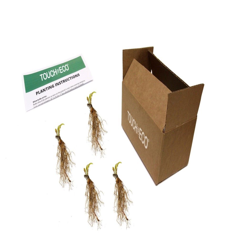 Bressingham Blue Hosta - 4 Roots - Gallery 7