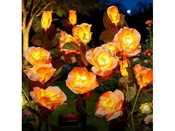 Champagne Rose