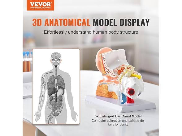 VEVOR Human Ear Anatomy Model, 3 Parts