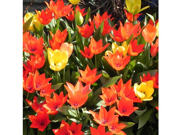 Ground Cover Tulip Flowers