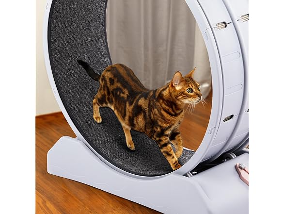 Outvita Cat Wheel, PP Plastic Cat Exercise Wh