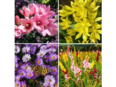 $28.99, Was $49.99, 42% Off! Bees & Butterfly Collection (100 Bulbs) dealfomo