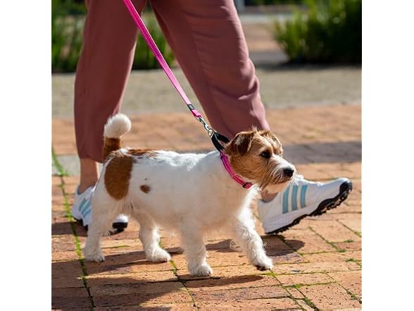 Rogz Control Martingale Web Collar Small