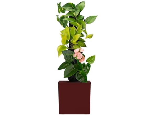 Tevagrow Tevatower Mini Smart Self-Watering