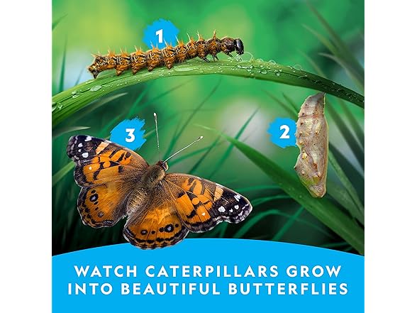 National Geographic Butterfly Growing Kit