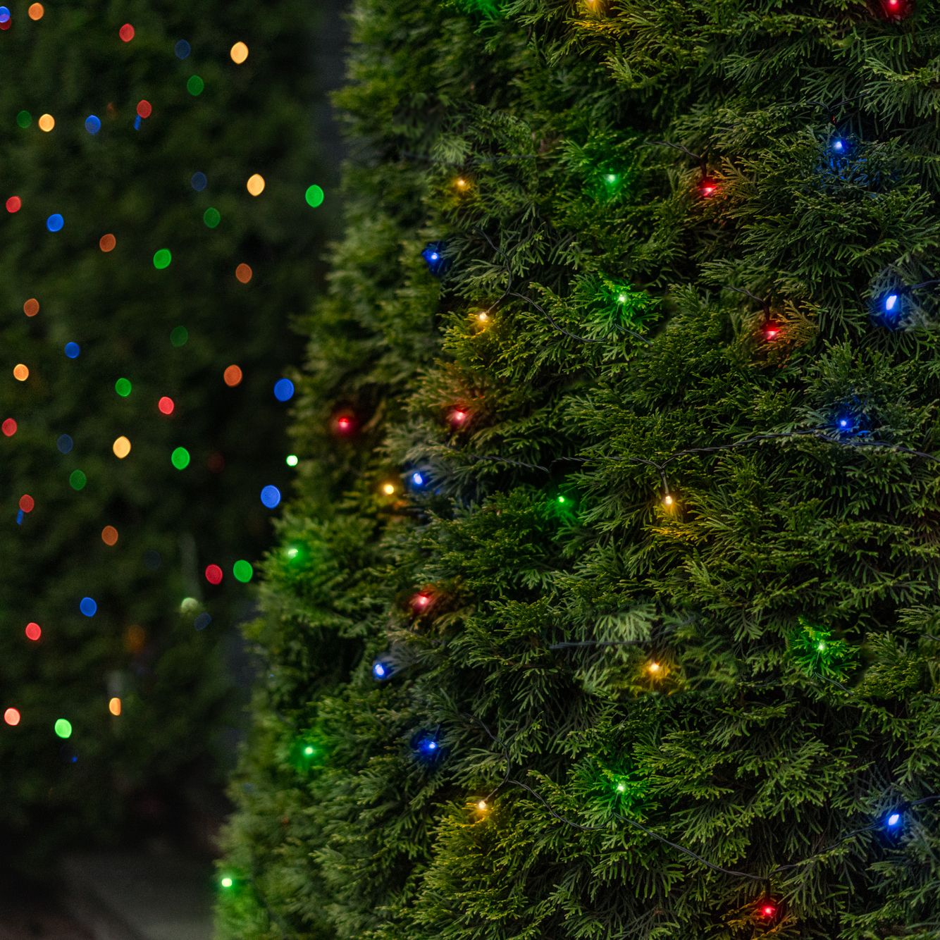 Solar LITEUP125 String Lights Multi Color - Gallery 12