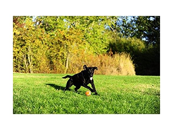 Chuckit! Dog Tennis Ball Dog Toy, Extra Large