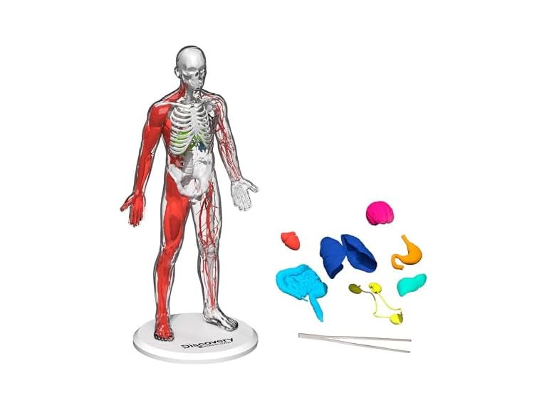 Discovery 3D Human Anatomy 28-Piece Biology Model