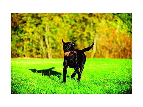 Chuckit! Dog Tennis Ball Dog Toy, Extra Large