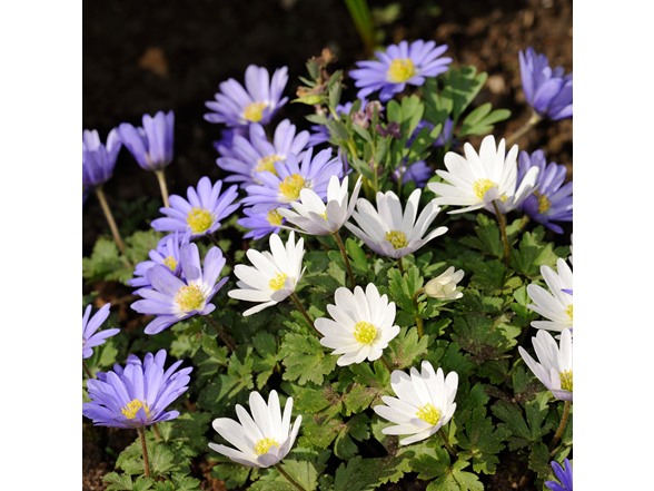 Anemone "Dutch Fireworks" Flower Mix
