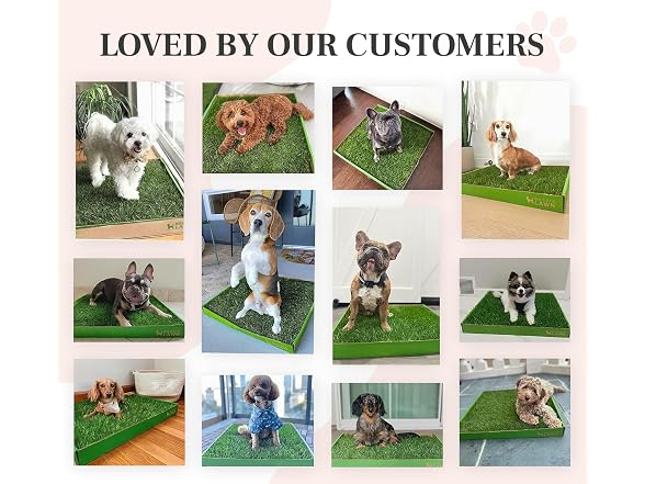 DoggieLawn Real Grass Puppy Pee Pads- 24 x 16