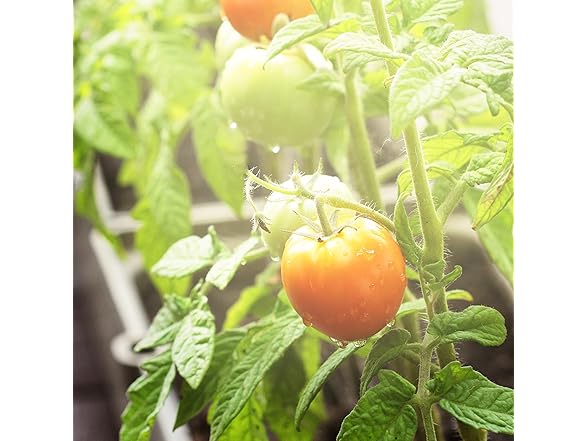 Veggie Grow Kit Tomato 6.5KK 2pk