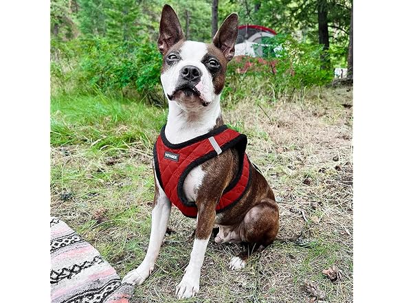 Best Pet Supplies Red Plush, S