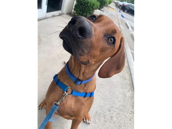 Softouch SENSE ible No Pull Dog Harness