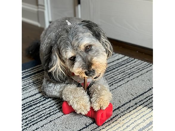 SPOT Bully Stick Treat Holder