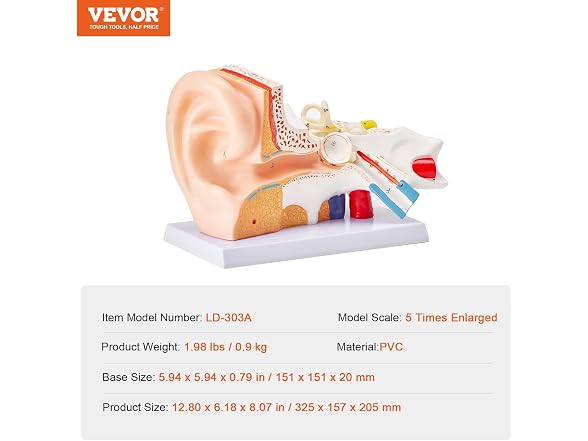 VEVOR Human Ear Anatomy Model, 3 Parts