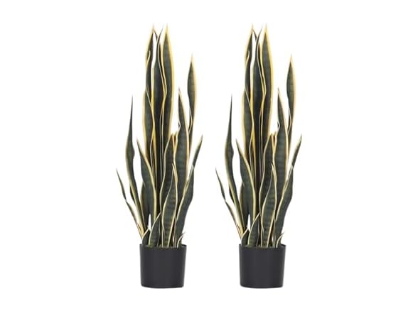 AMERIQUE Snake Plant 3ft Pair