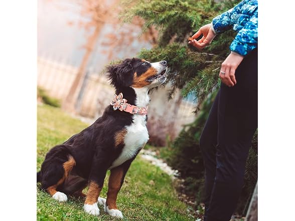DALUZ Girl Dog Collar with Detachable Flower,