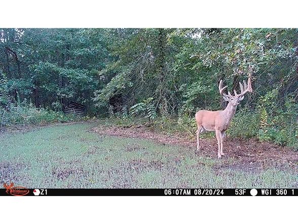 (NEW) Wildgame Orbit 360 Degree Cellular Trail Camera