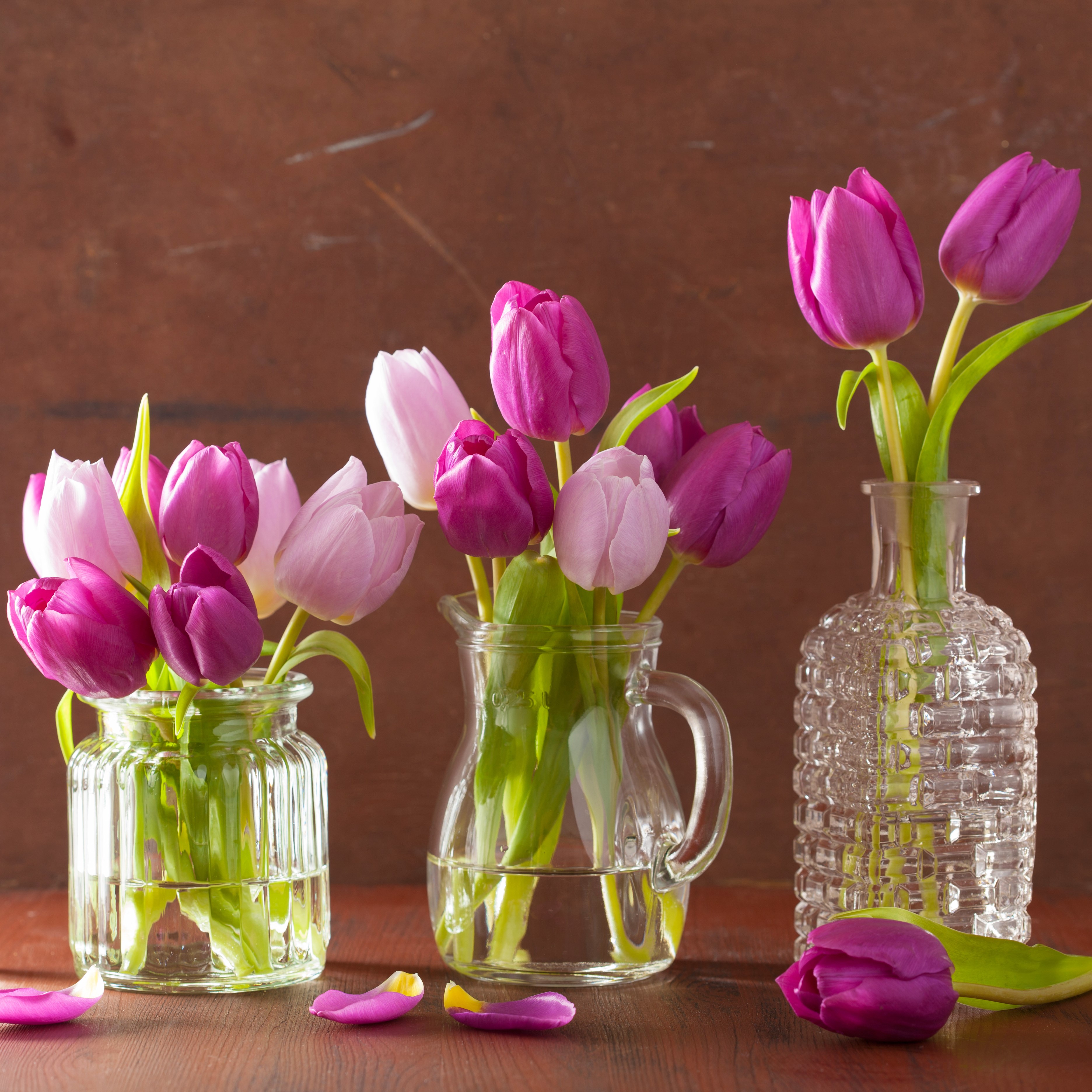 Lavender Triumph Tulip Flowers - Gallery 8