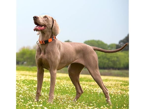 Reflective Dog Collar for Extra Large Dogs,