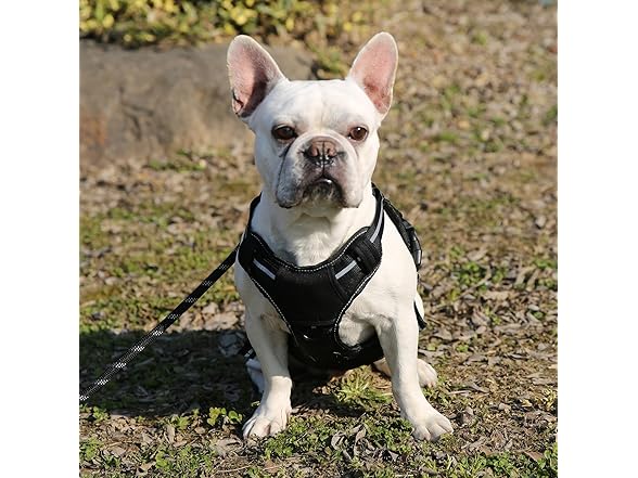 Amazon Basics No Pull Dog Harness