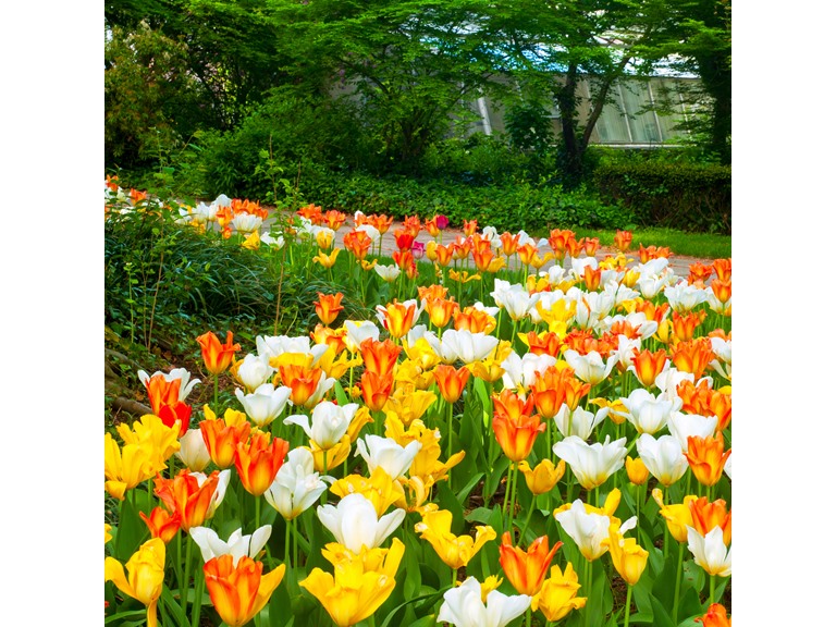 Touch Of ECO 4007-2 24 Bulbs Ground Cover Tulips 24 Bulbs Multicolor