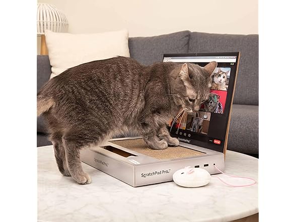 WHAT DO YOU MEME? Laptop Cat Scratcher
