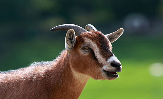 The Debunker: Do Goats Eat Tin Cans? - Woot