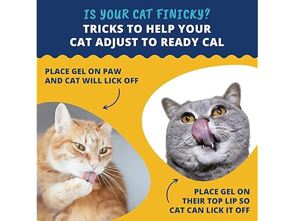 Under The Weather Ready Cal for Cats