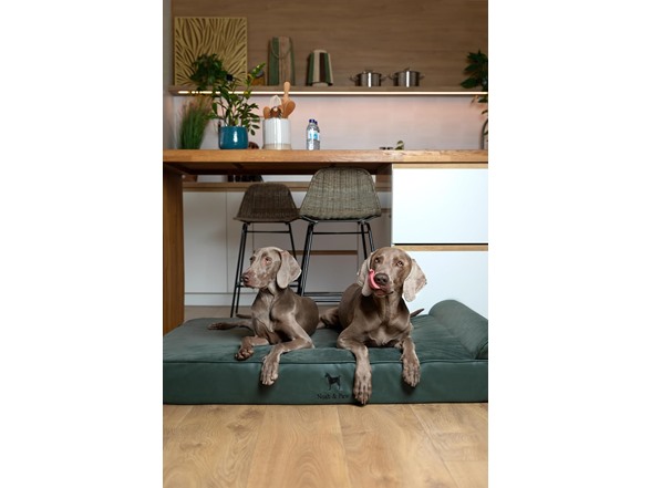 NOAH & PAW Orthopedic Dog Beds- XXLarge