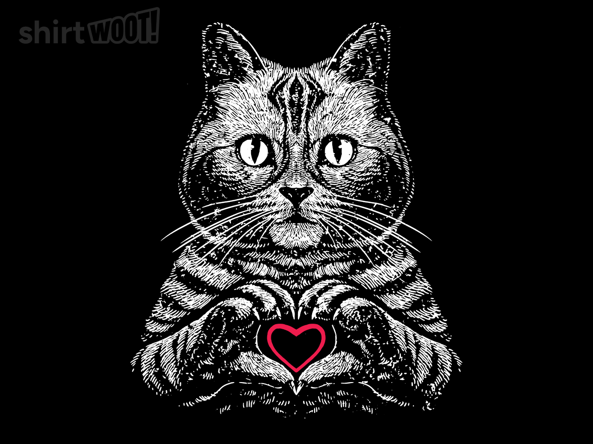 American Shorthair True Affection - Gallery 4