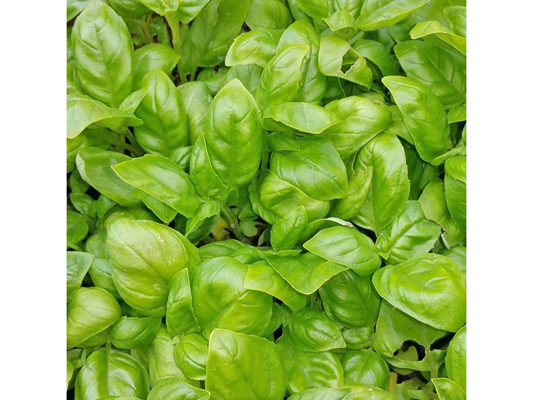 Touch Of ECO Organic Herb Seed Hanging Planter Bag Kit - Basil