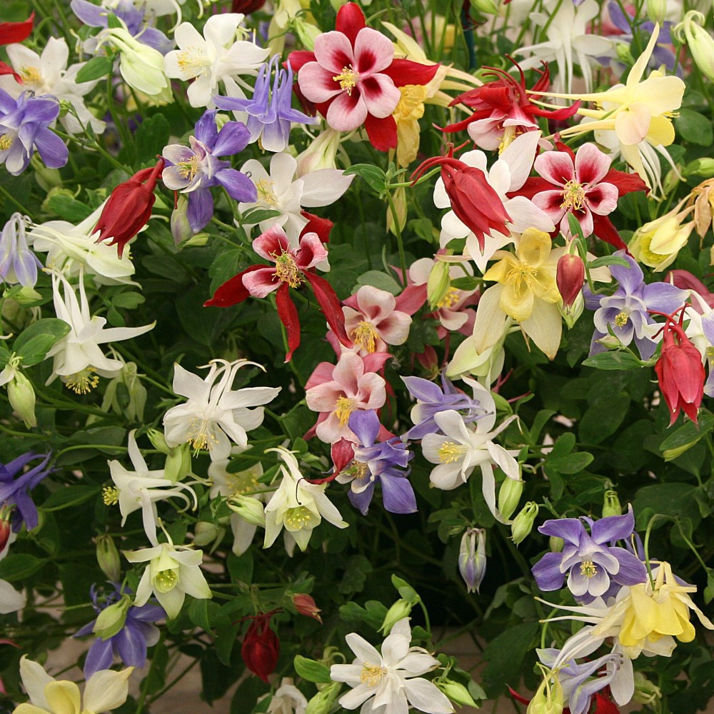 Mixed Columbine - Gallery 6