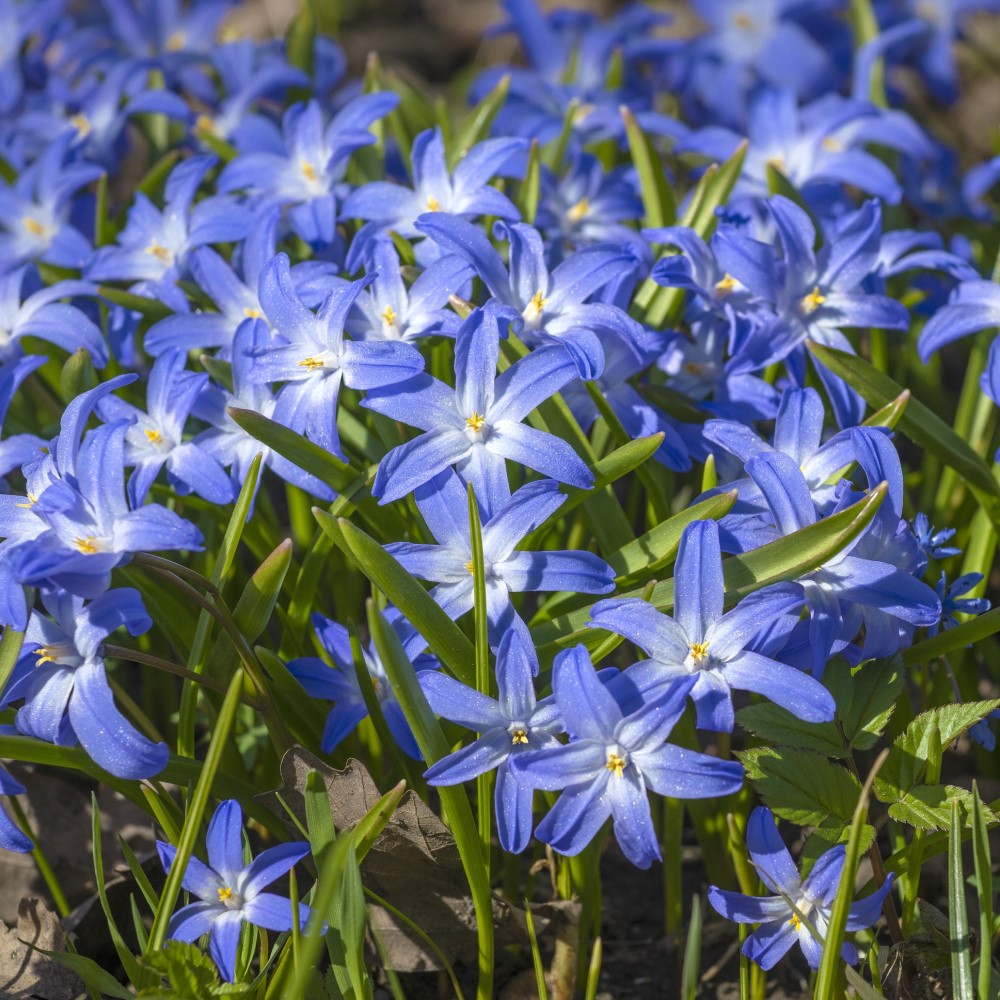 Gentle Glory of the Snow Flowers - Gallery 5