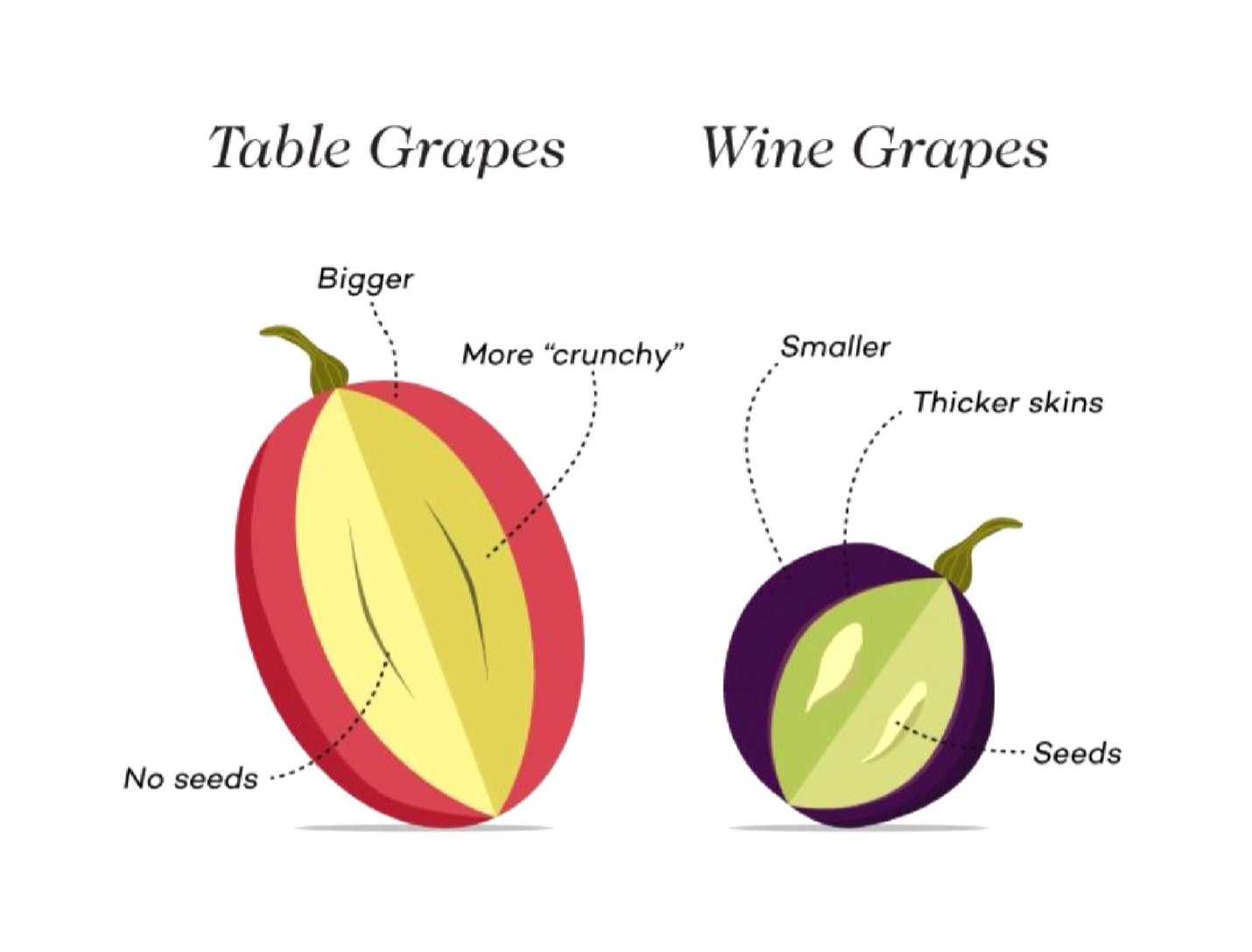 (20 Pack) Dark Chocolate CabernayZyn® (0.5oz) - Gallery 15