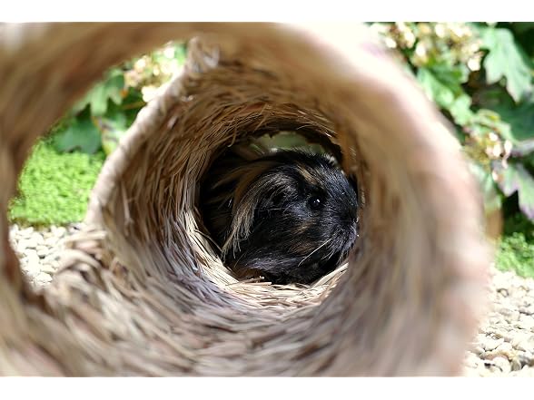 Rosewood Naturals Small Animal Activity Woven