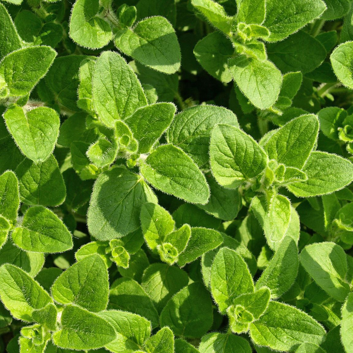 Touch Of ECO Organic Hanging Herb Kit - Gallery 12