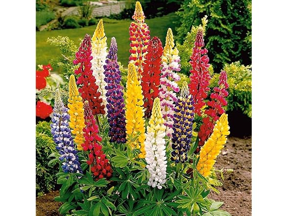 22Day Seeds Lupin Dwarf Mix Perennial