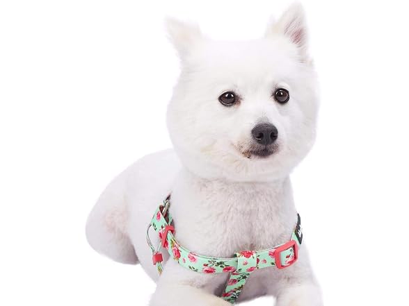 Blueberry Pet Essentials Step-in Spring Scen
