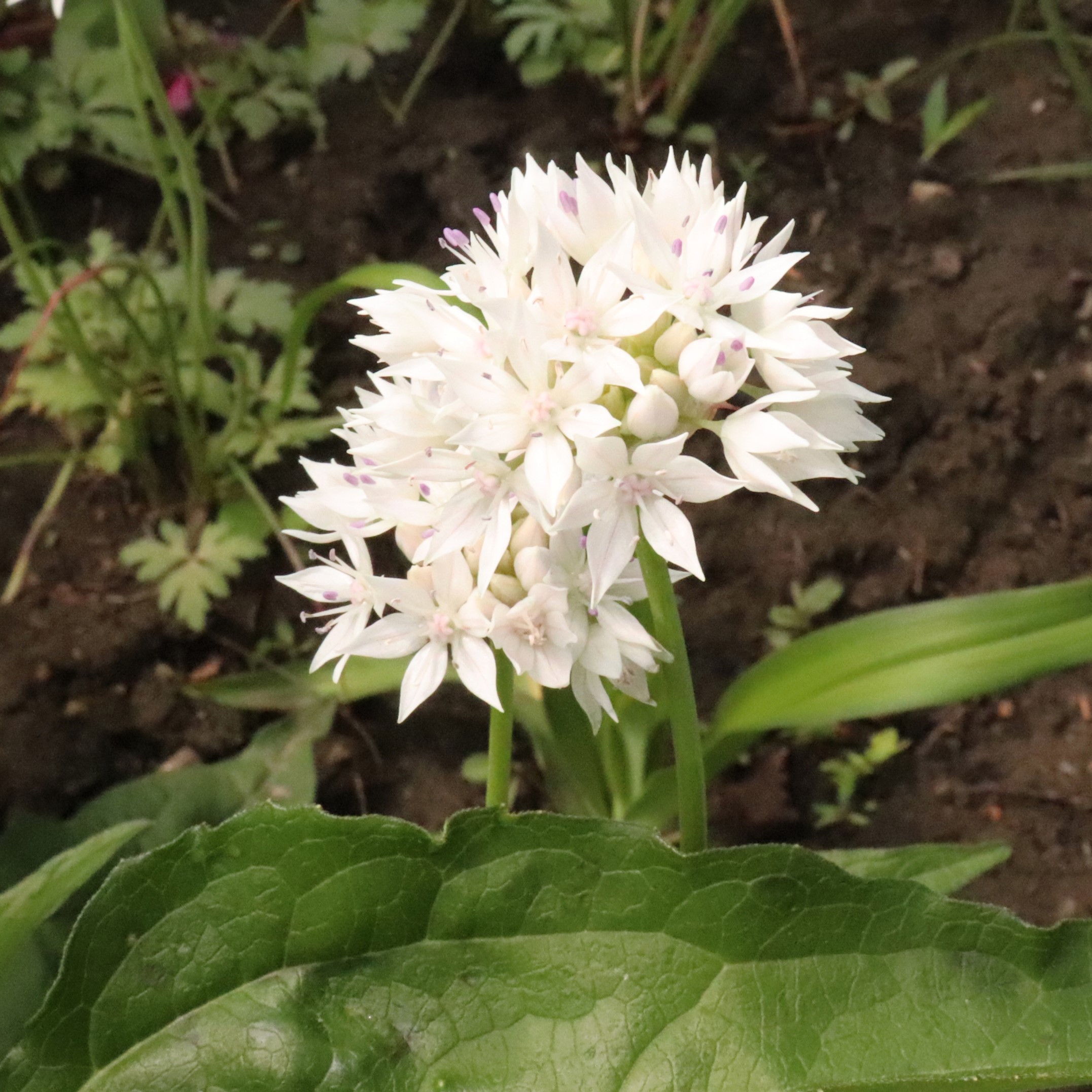 Graceful White Allium Flowers - Gallery 8