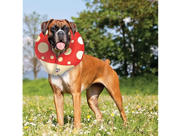 BigMouth Mushroom Inflatable Dog Collar