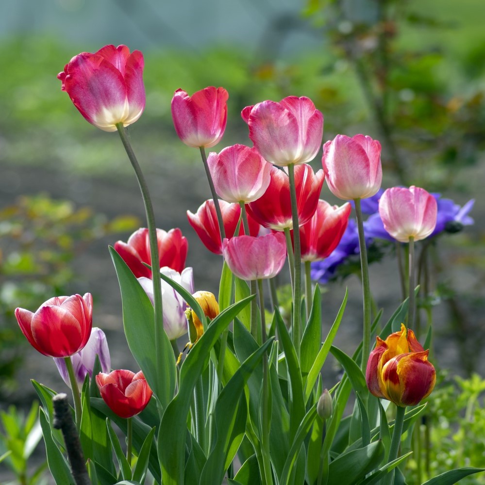 Spring Showgirl Tulip Flowers - Gallery 5