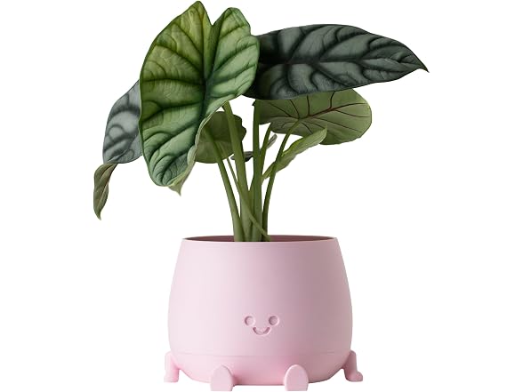 TOPOLA Happy Face Planter