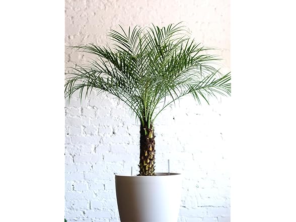 22Day Seeds Miniature Date Palm