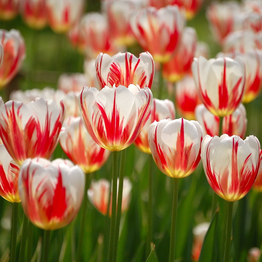 Mixed Sorbet Tulip Flowers - Gallery 4