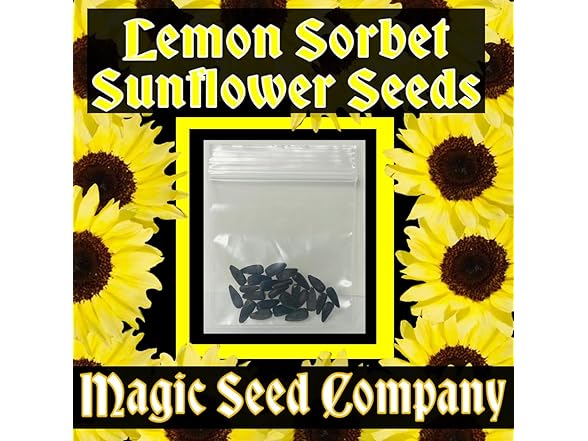 Lemon Sorbet Sunflower Seeds
