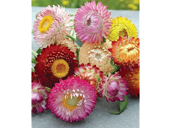Burpee Tall Mixed Colors Strawflower Seeds 750 seeds