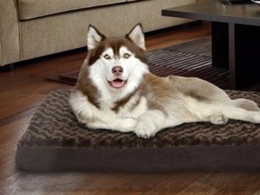 Furnish Your Pet's Apartment